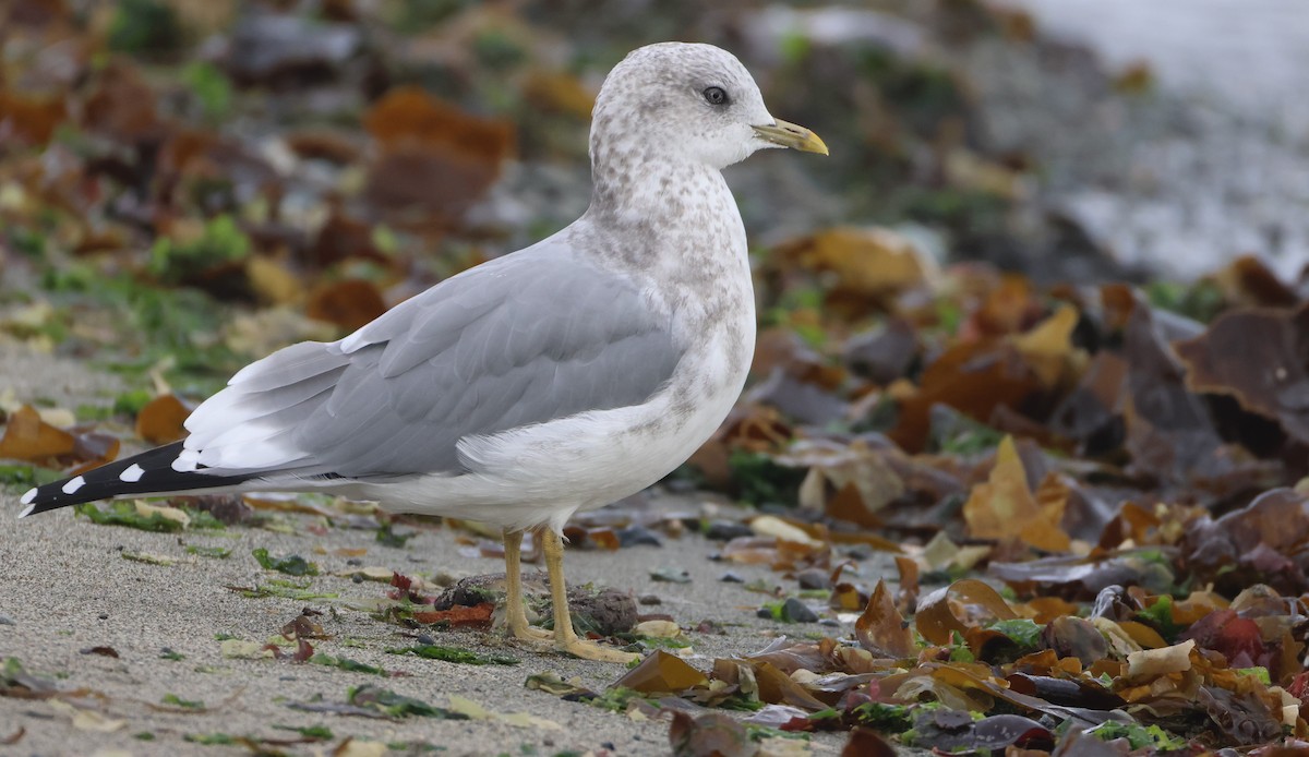 Short-billed Gull - ML642835761