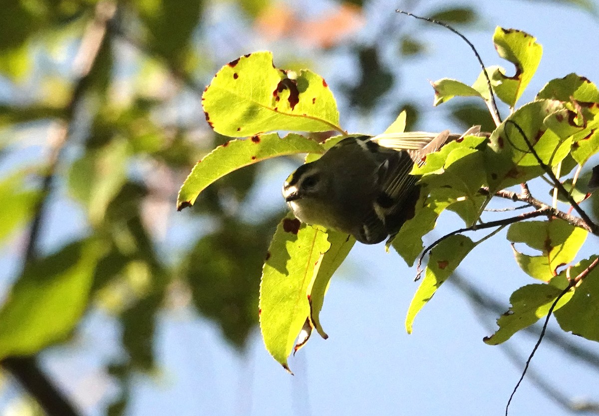 Golden-crowned Kinglet - ML642835762