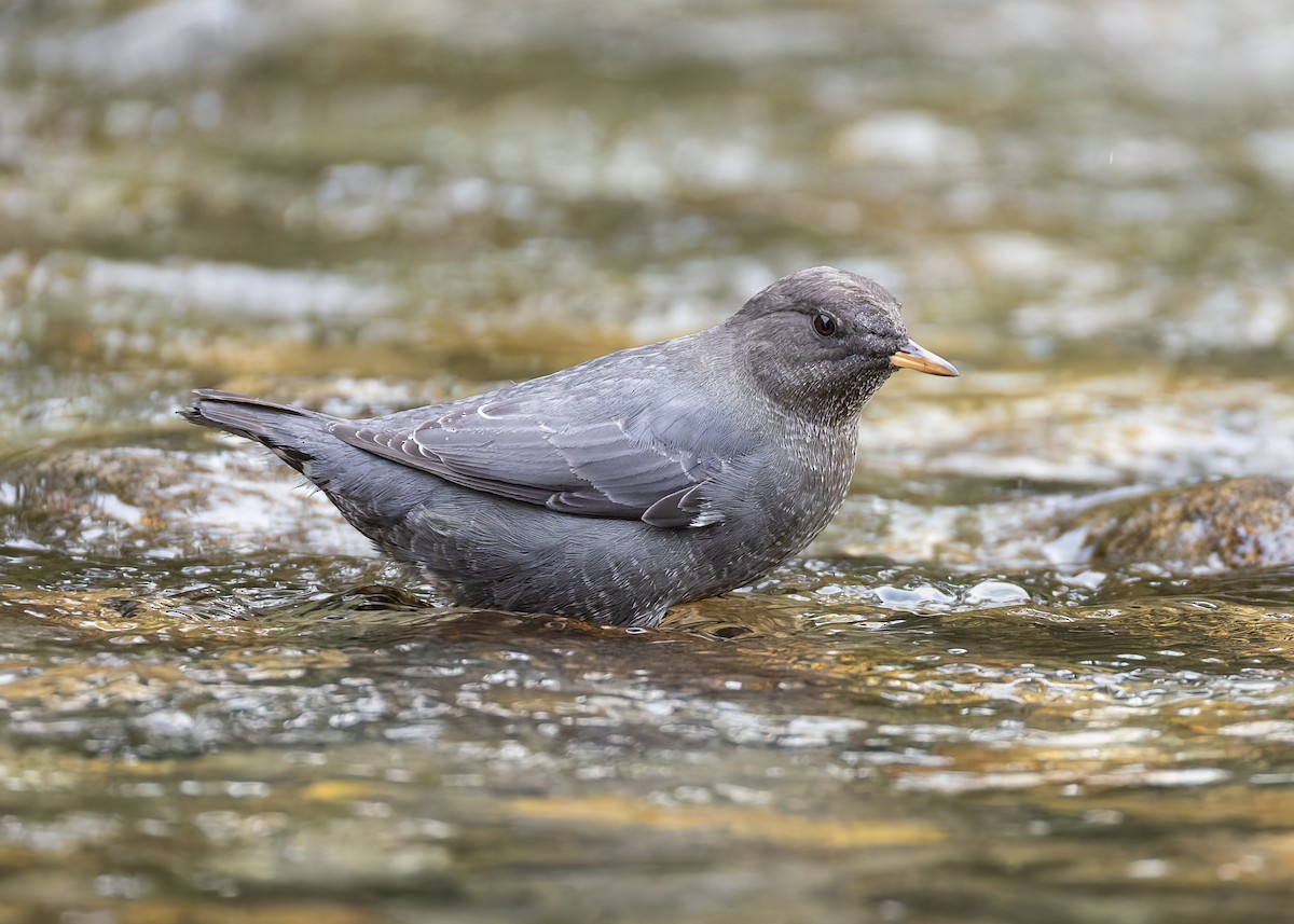 American Dipper - ML642835774