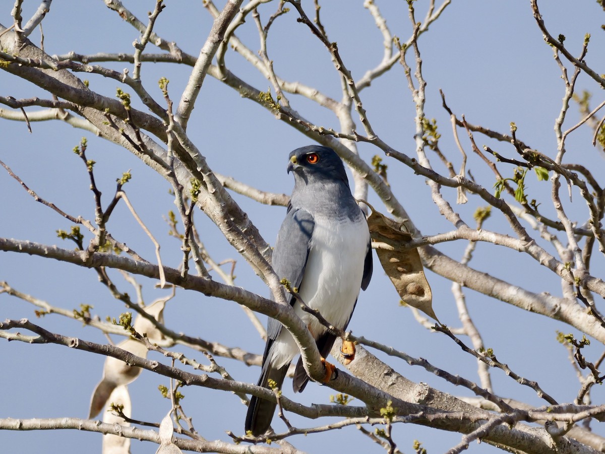 New Caledonian Goshawk - ML642835775