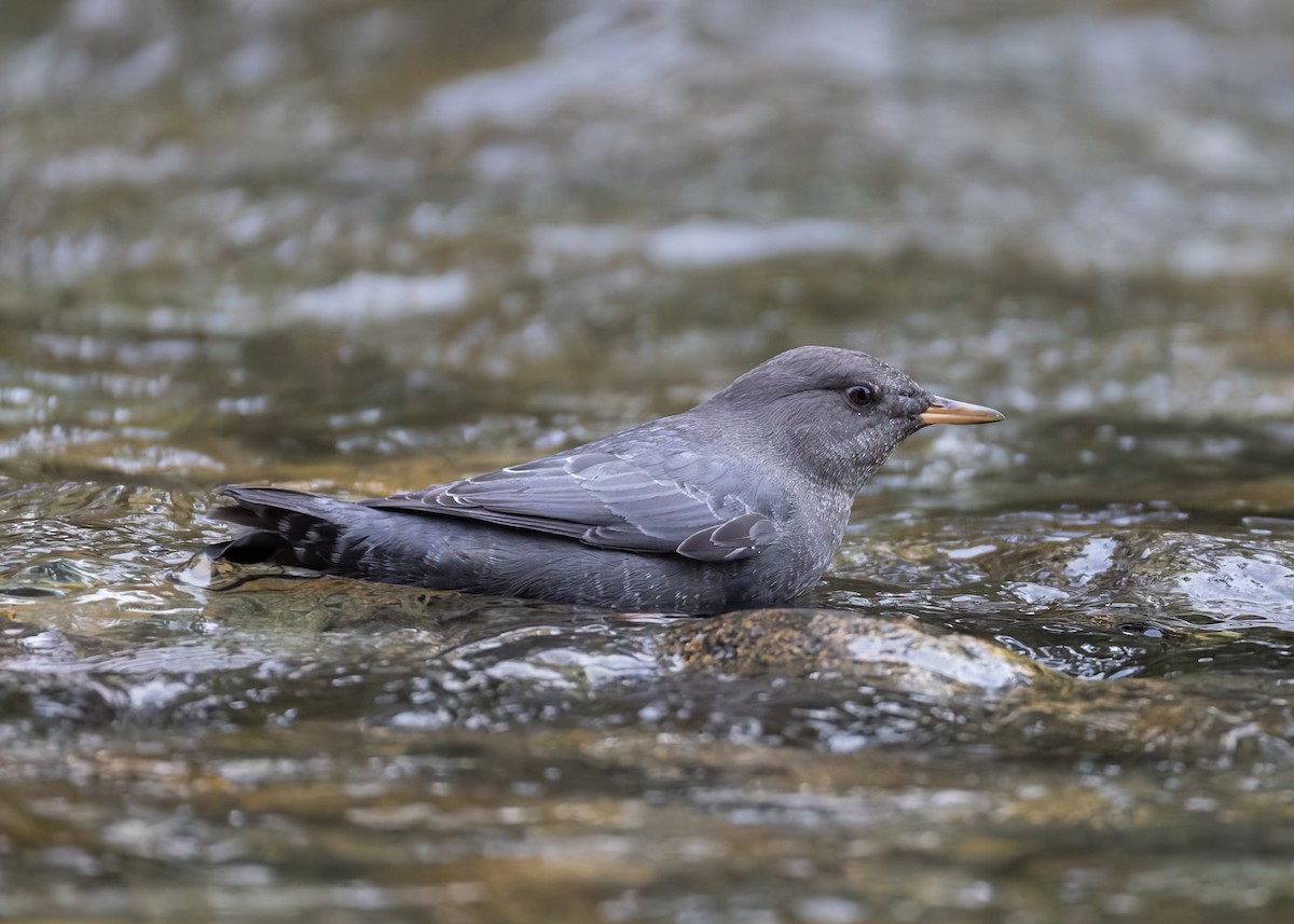 American Dipper - ML642835776