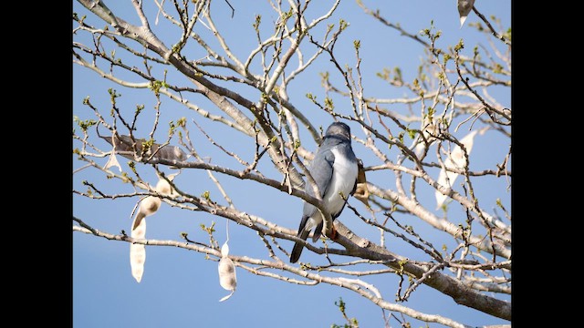New Caledonian Goshawk - ML642835777