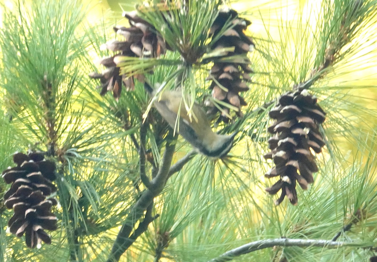 Red-breasted Nuthatch - ML642835778
