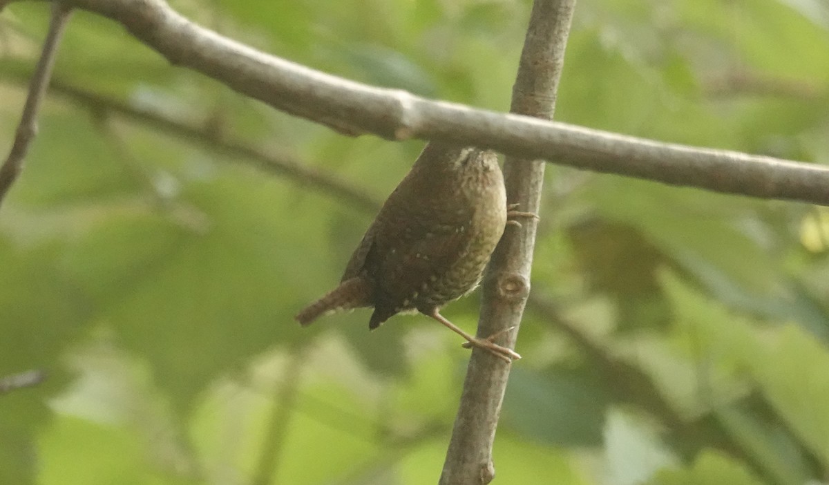 Winter Wren - ML642835790