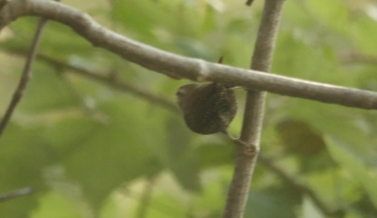 Winter Wren - ML642835791