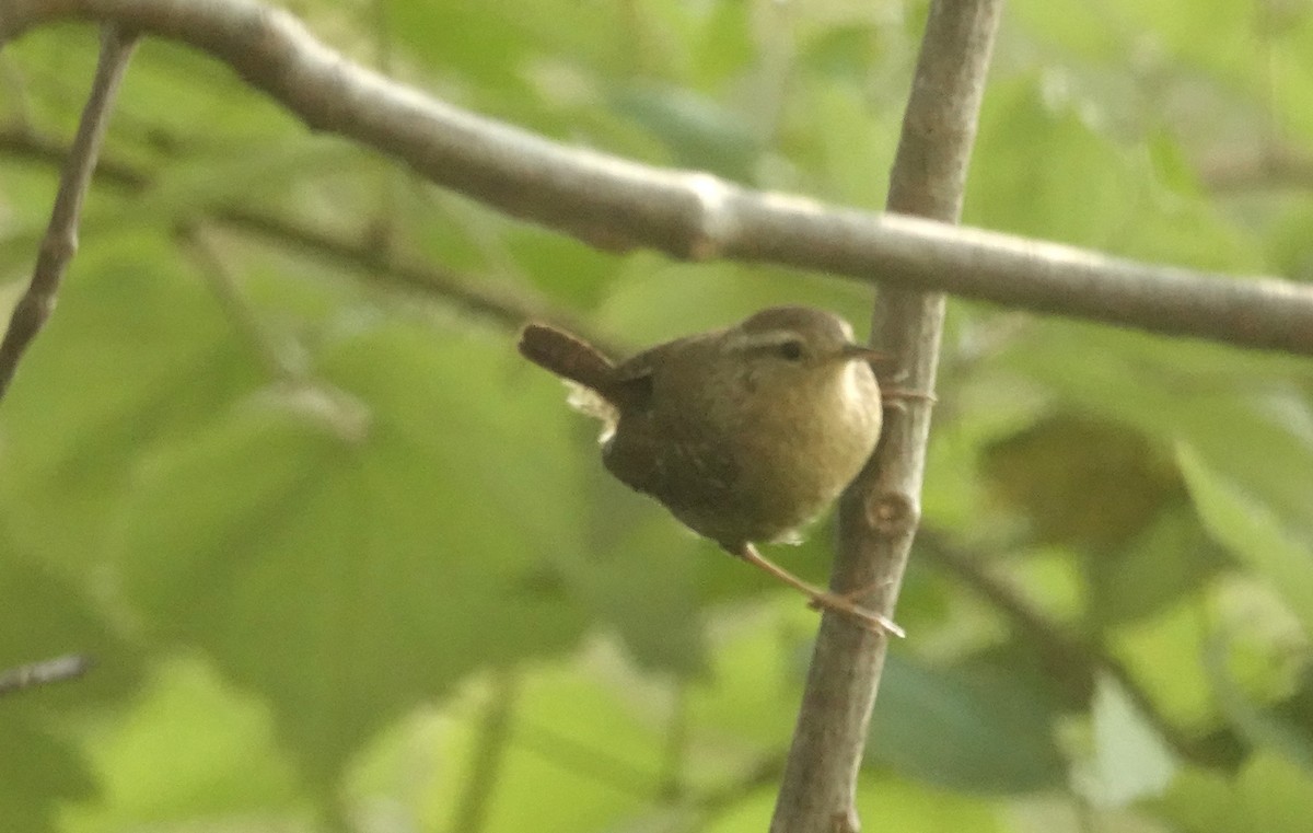 Winter Wren - ML642835792