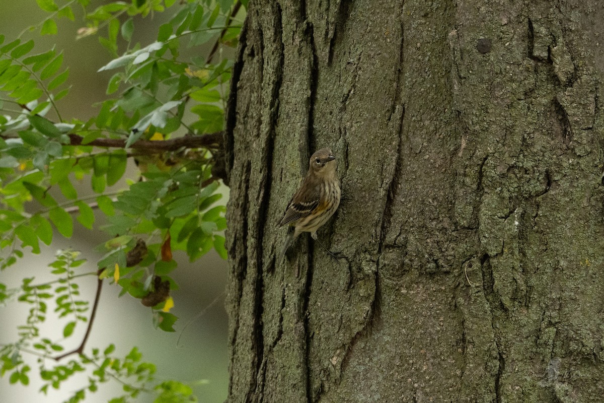 Yellow-rumped Warbler - ML642835793