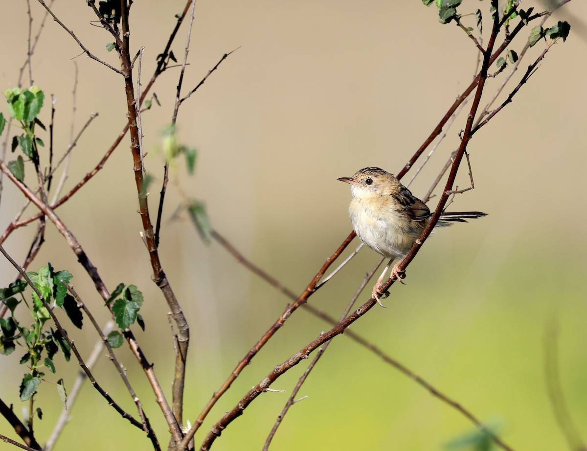 Golden-headed Cisticola - ML642835801