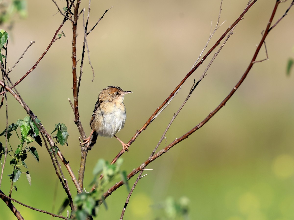 Golden-headed Cisticola - ML642835809