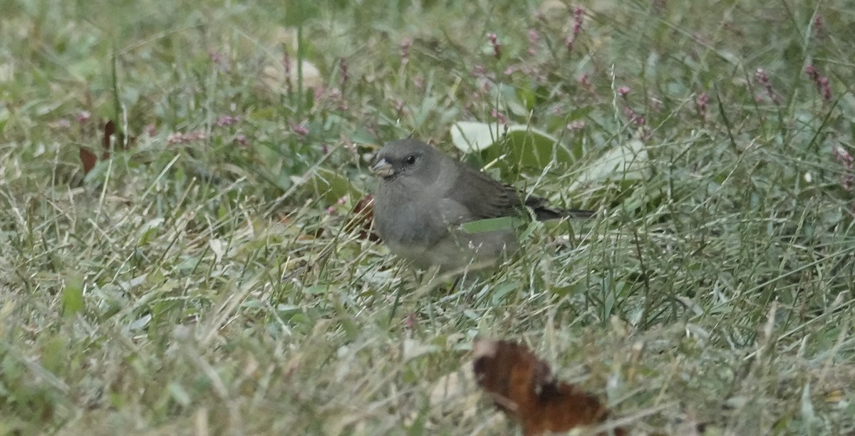 Dark-eyed Junco - ML642835811