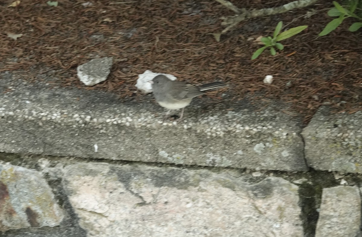 Dark-eyed Junco - ML642835812