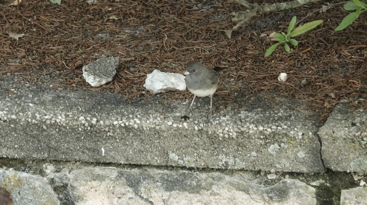 Dark-eyed Junco - ML642835813