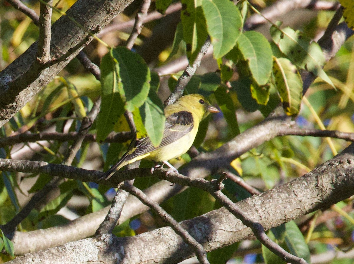 Scarlet Tanager - ML642835814