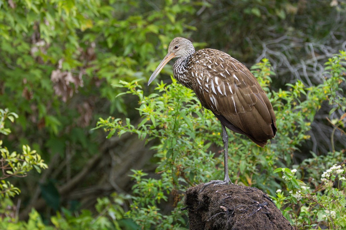 Limpkin - ML642835819