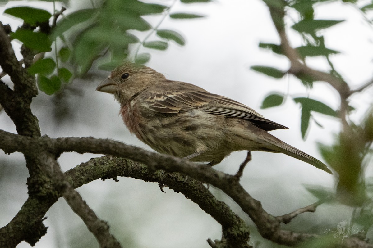House Finch - ML642835827