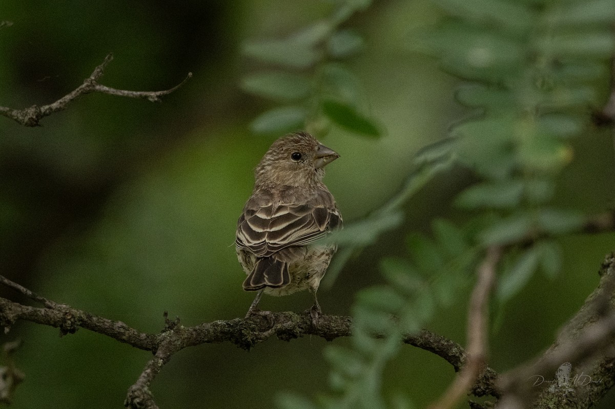 House Finch - ML642835828