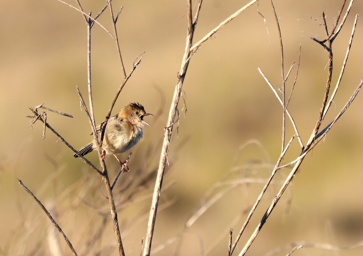 Golden-headed Cisticola - ML642835830