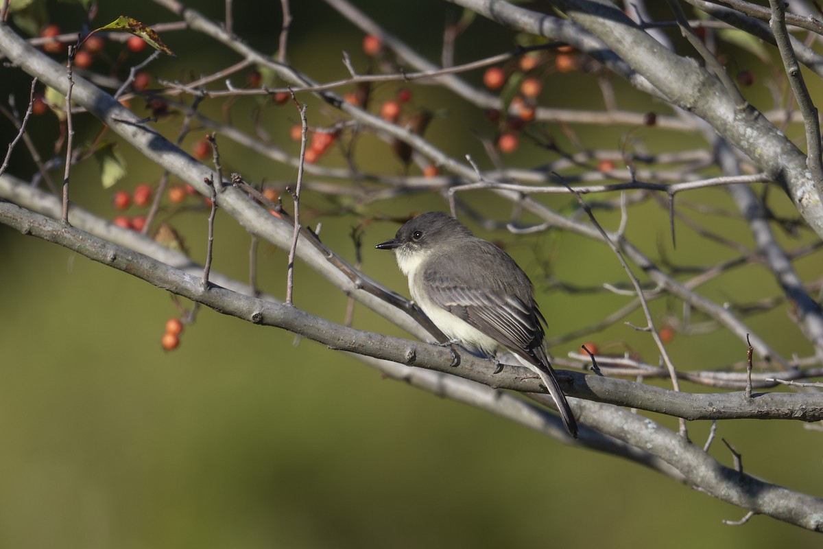 Eastern Phoebe - ML642835834