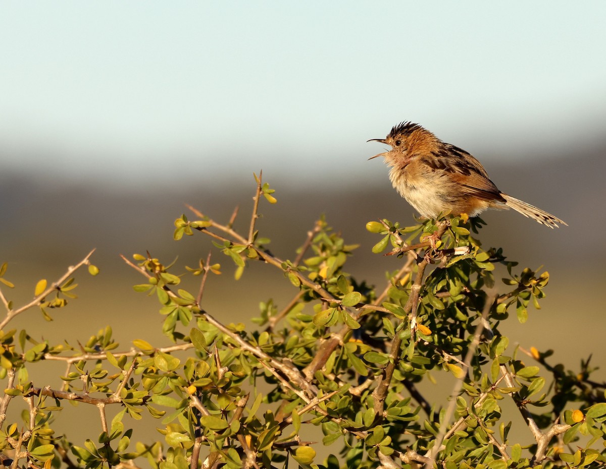 Golden-headed Cisticola - ML642835835