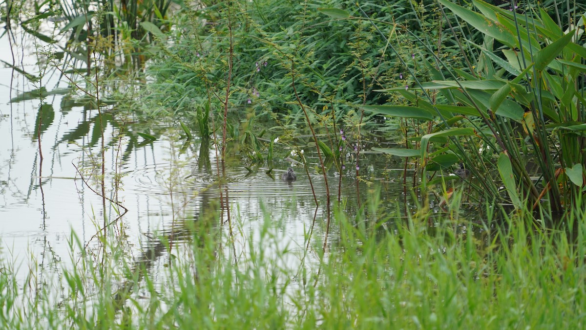 Least Grebe - ML642835837