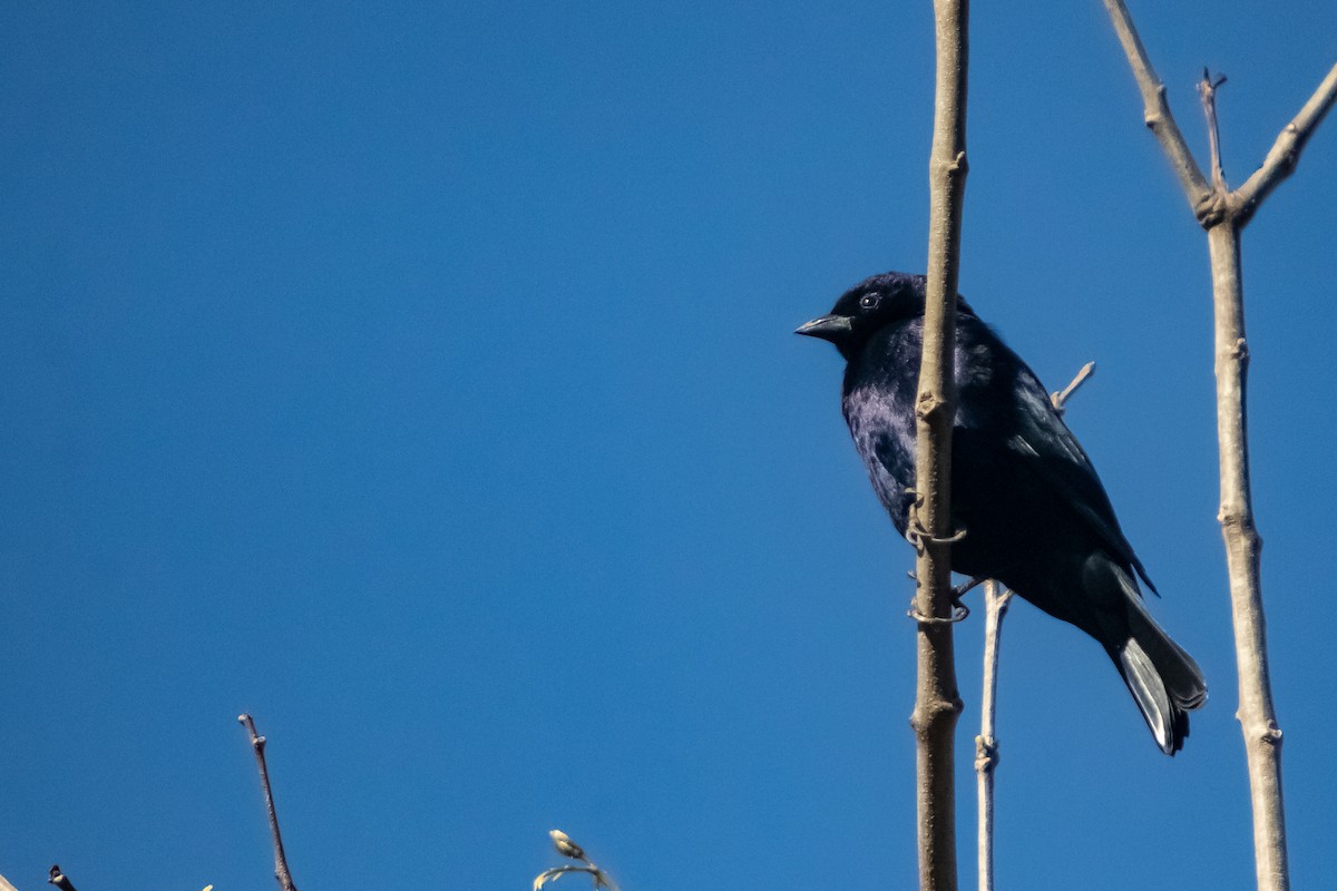 White-winged Black-Tyrant - ML642835840