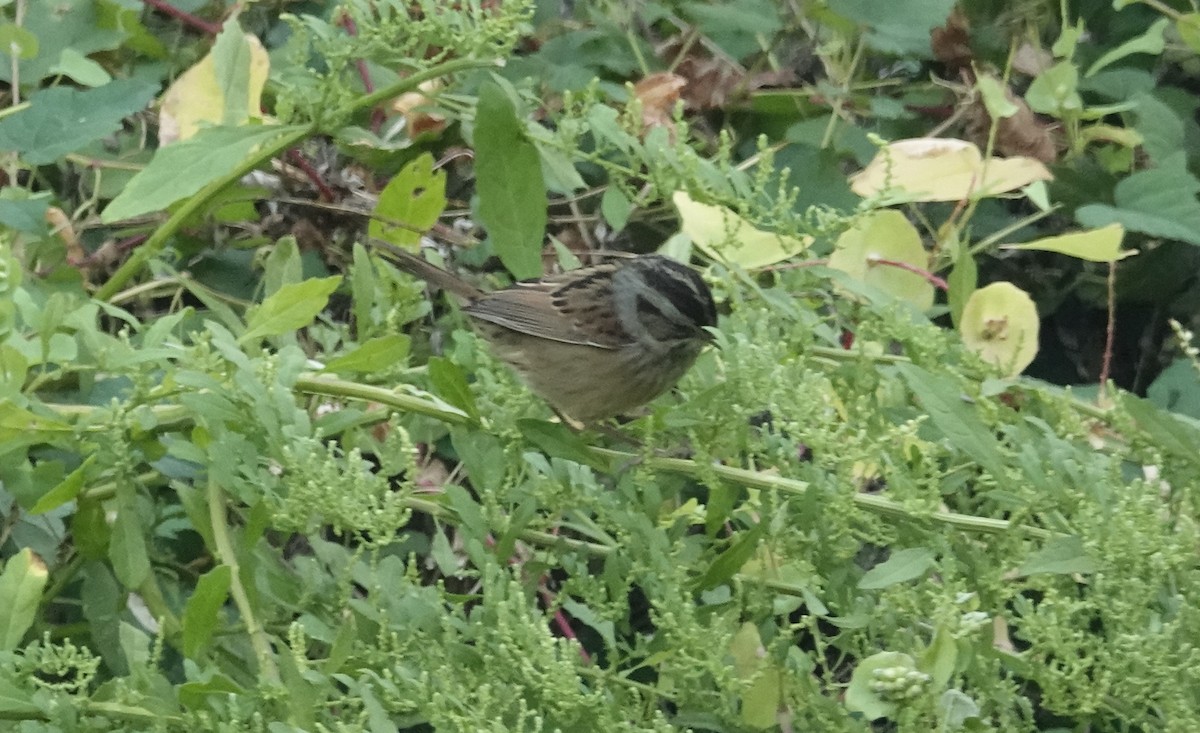 Swamp Sparrow - ML642835843
