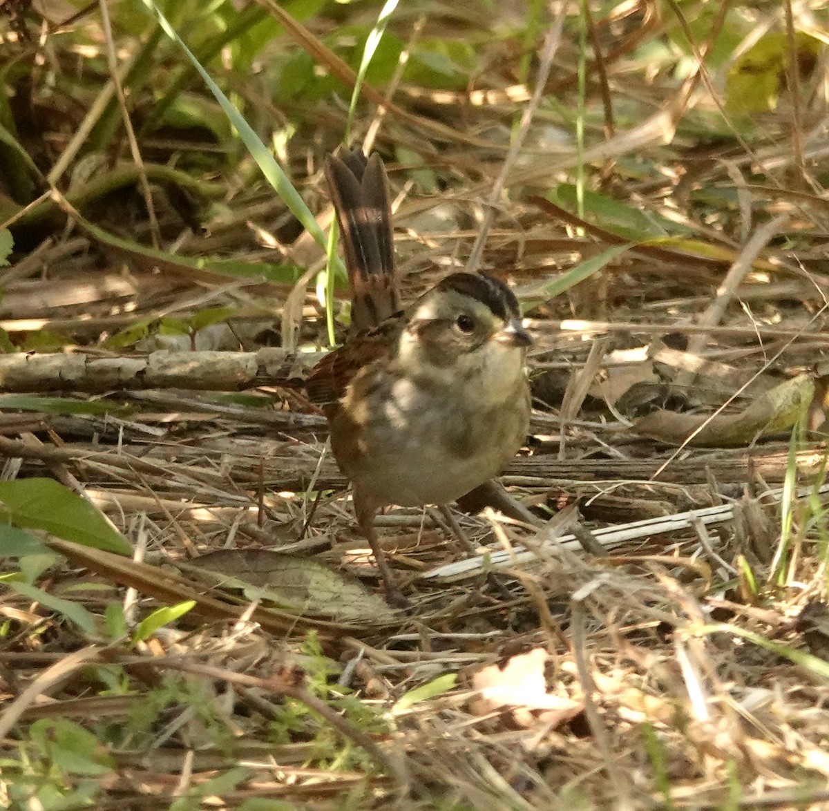 Swamp Sparrow - ML642835844
