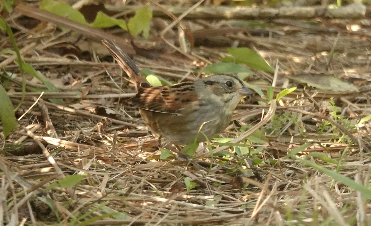 Swamp Sparrow - ML642835845