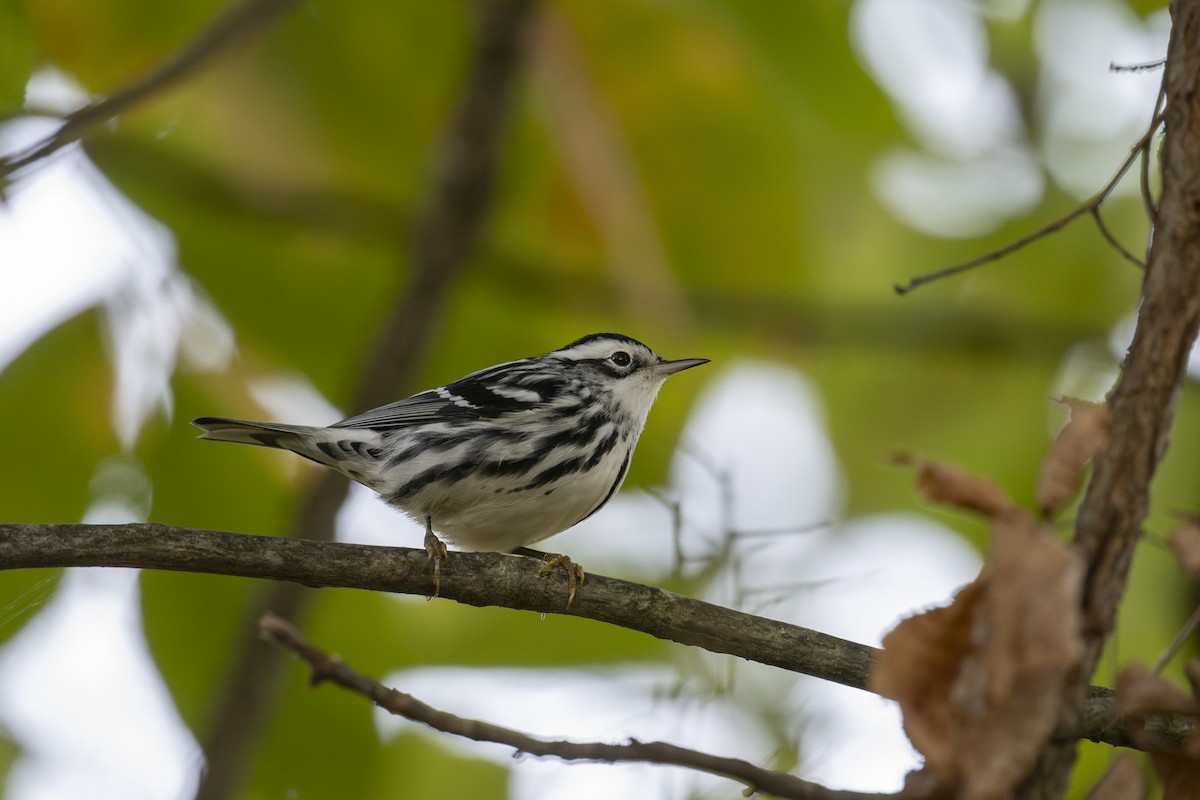 Black-and-white Warbler - ML642835846
