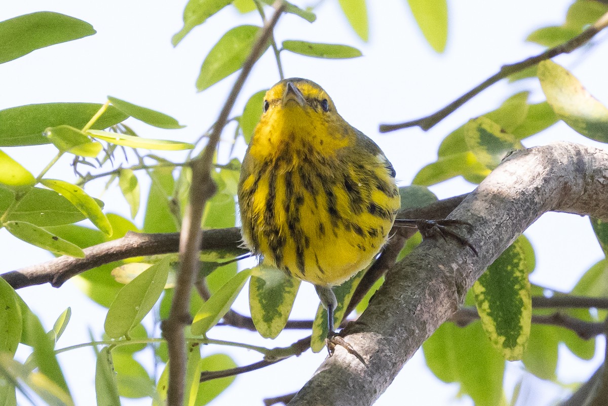 ホオアカアメリカムシクイ - ML642835847
