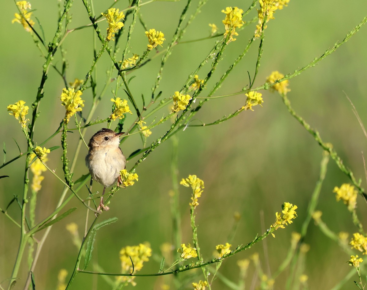 Golden-headed Cisticola - ML642835850