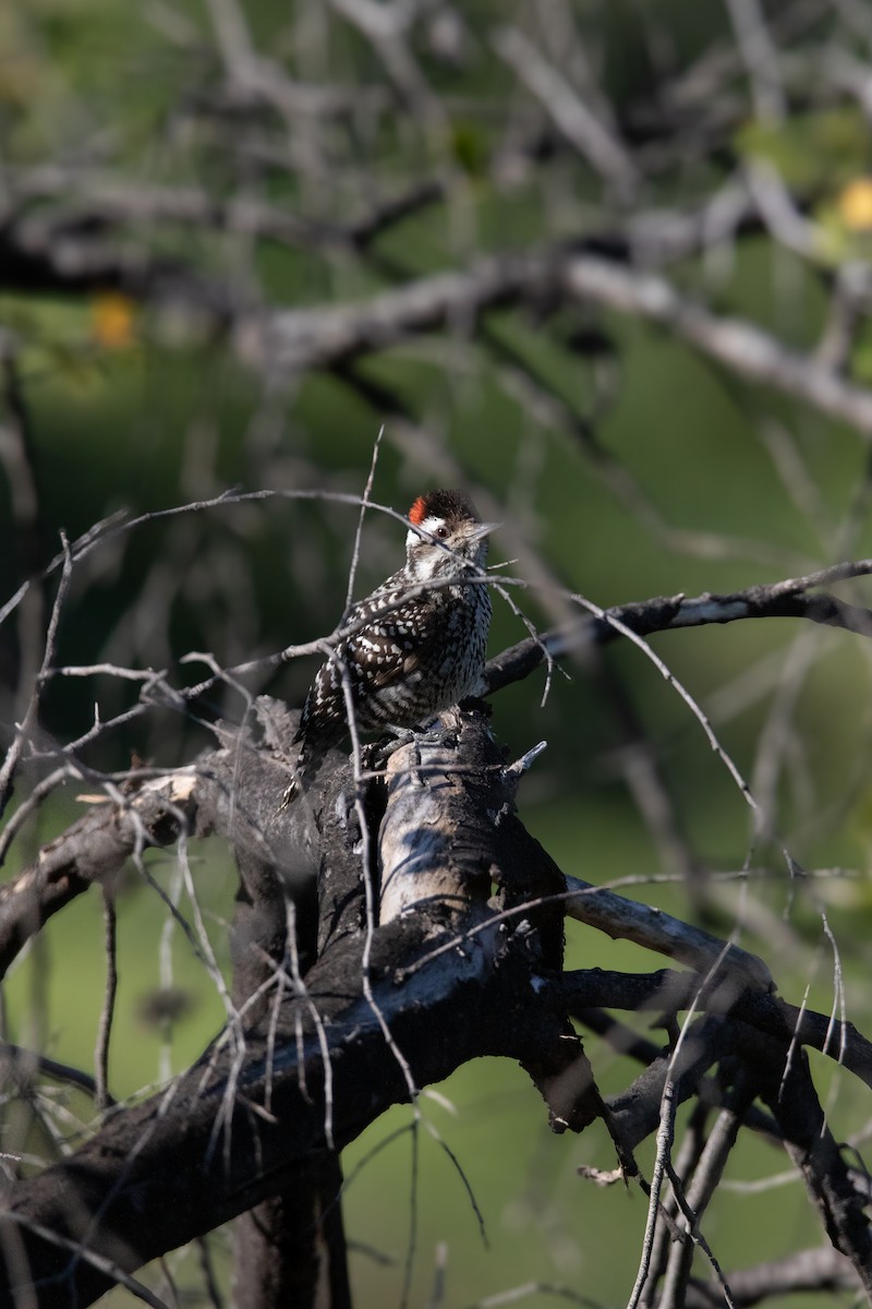 Striped Woodpecker - ML642835852