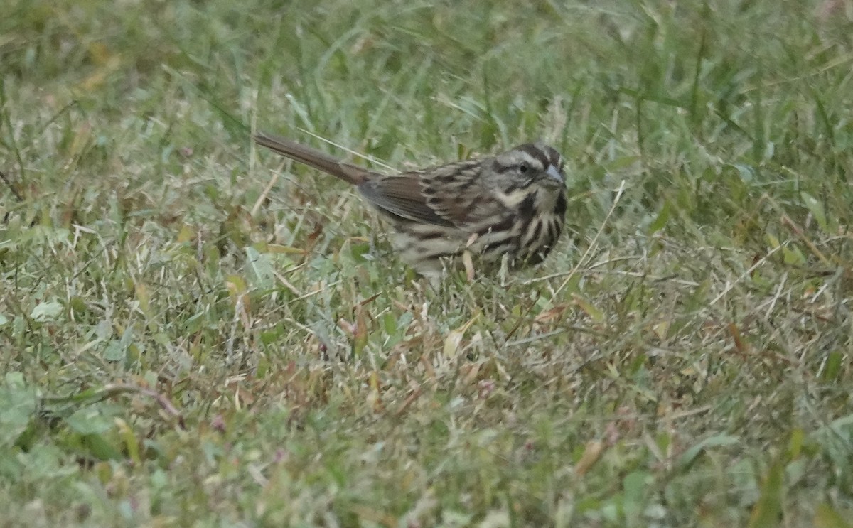 Song Sparrow - ML642835857