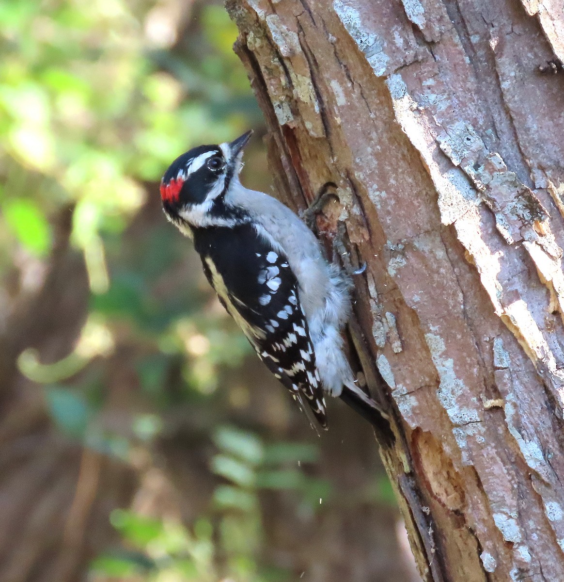 Downy Woodpecker - ML642835881