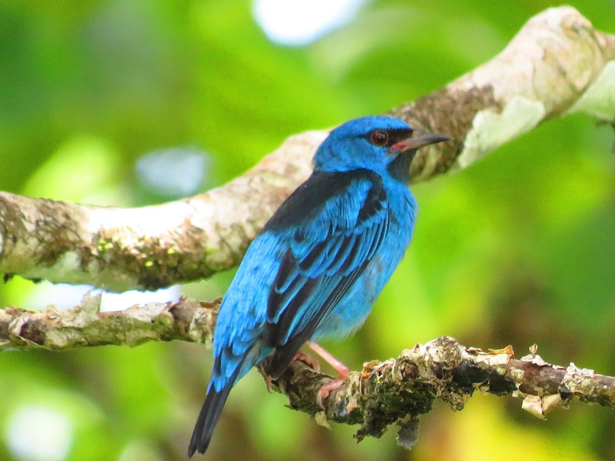 Blue Dacnis - ML642835882