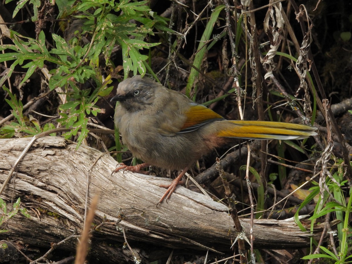Elliot's Laughingthrush - ML642835883