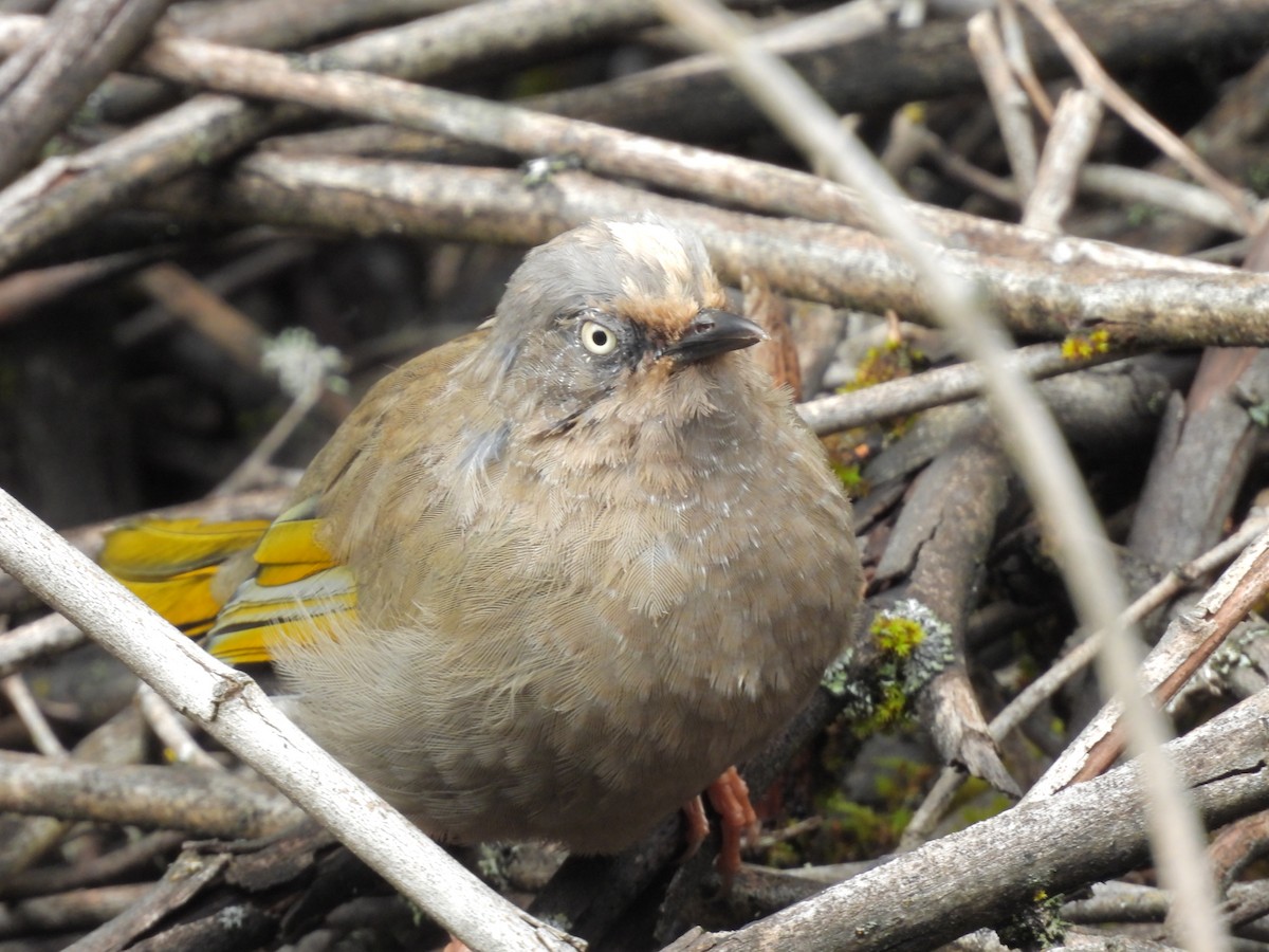 Elliot's Laughingthrush - ML642835884