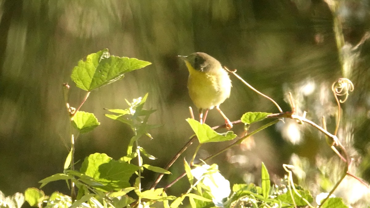 Common Yellowthroat - ML642835889
