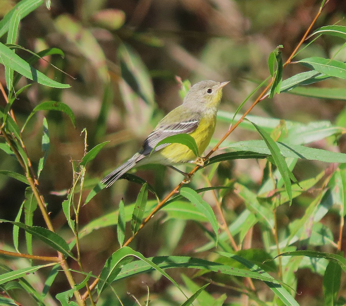 Magnolia Warbler - ML642835894