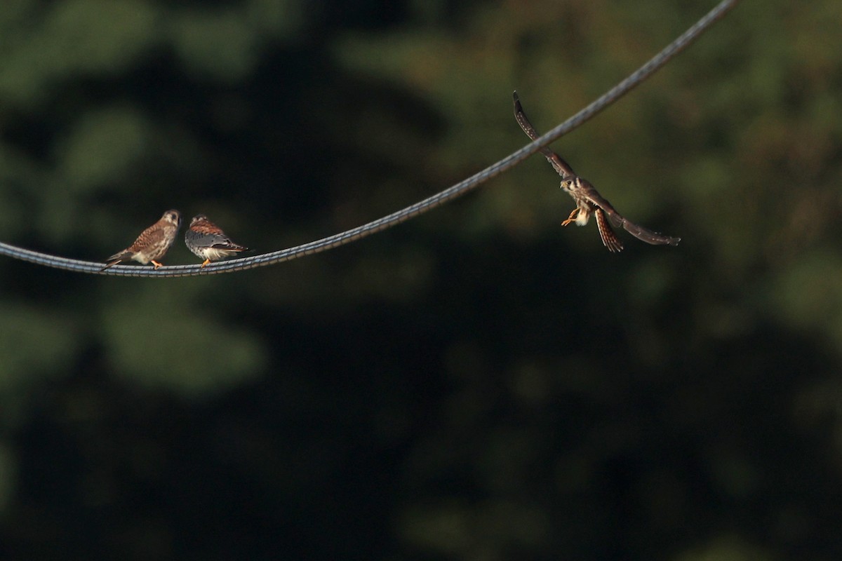 American Kestrel - ML642835900