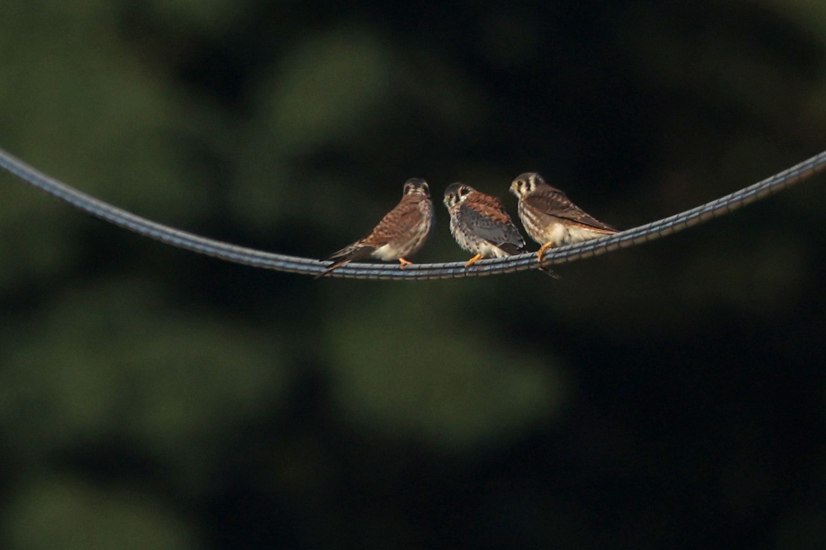 American Kestrel - ML642835901
