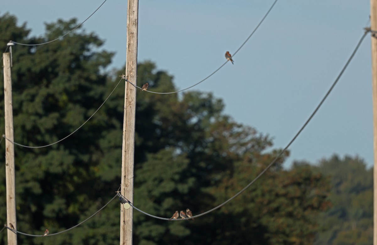 American Kestrel - ML642835902