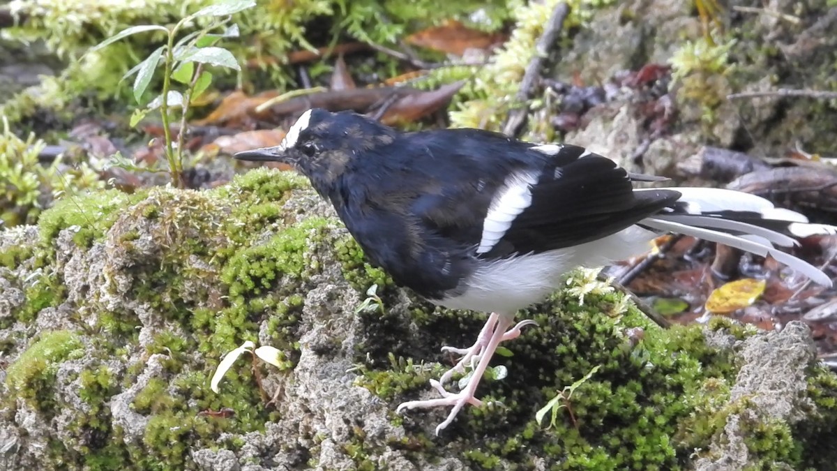 White-crowned Forktail - ML642835905