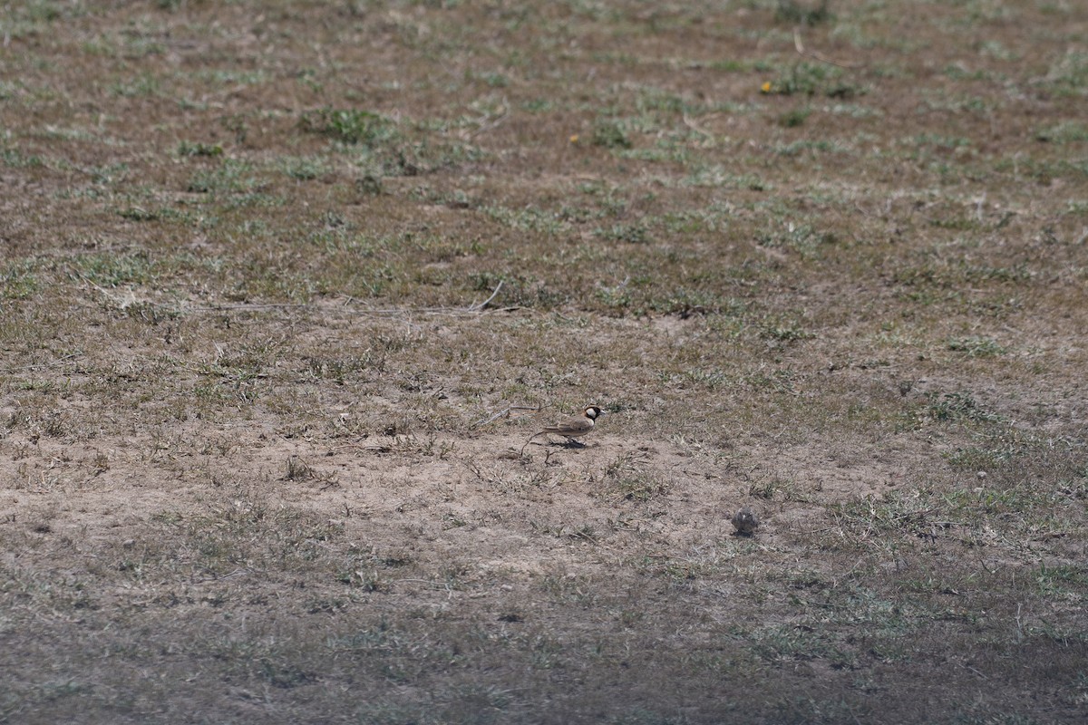 Fischer's Sparrow-Lark - ML642835909