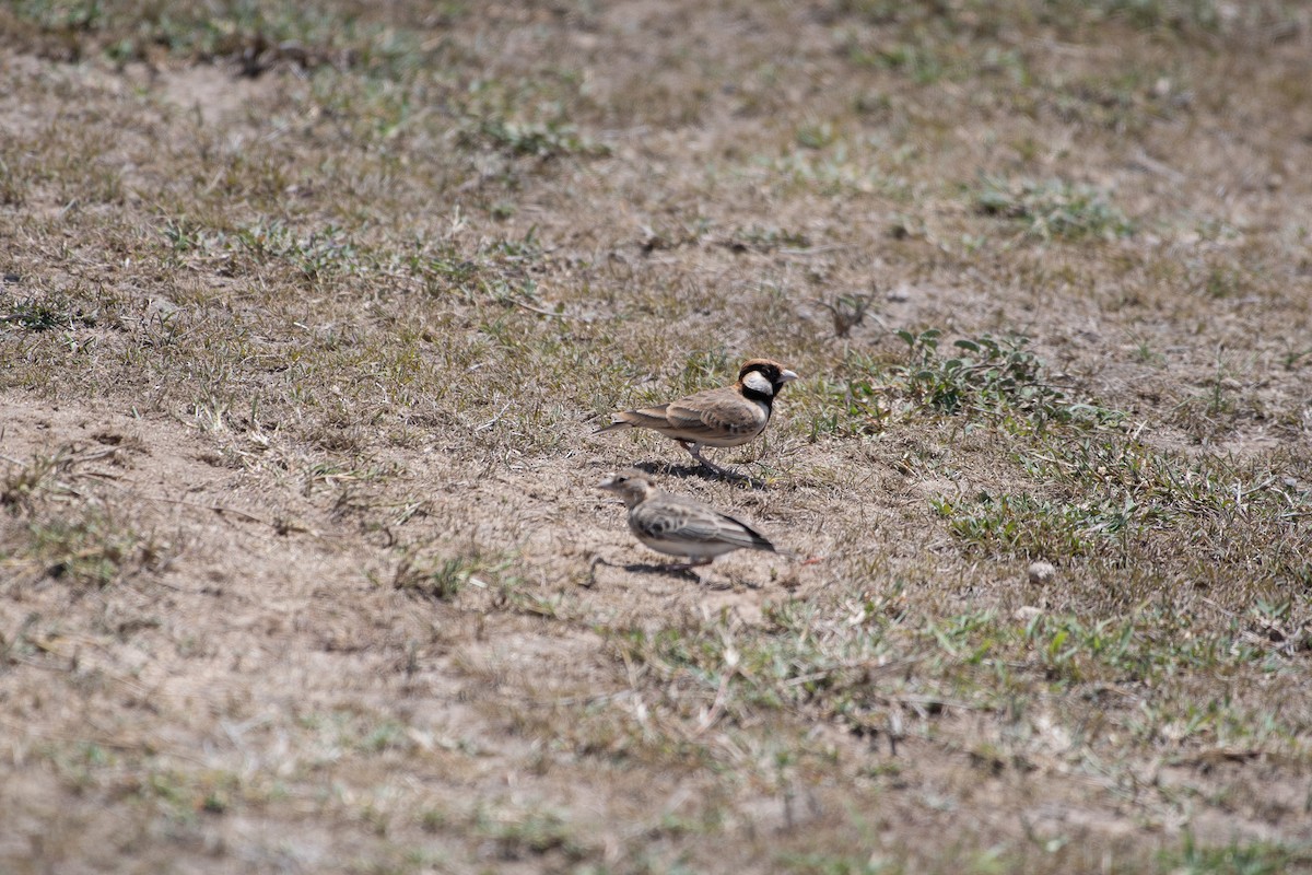 Fischer's Sparrow-Lark - ML642835910