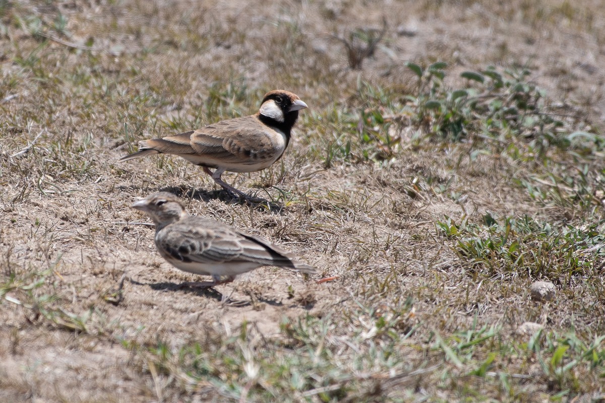Fischer's Sparrow-Lark - ML642835911