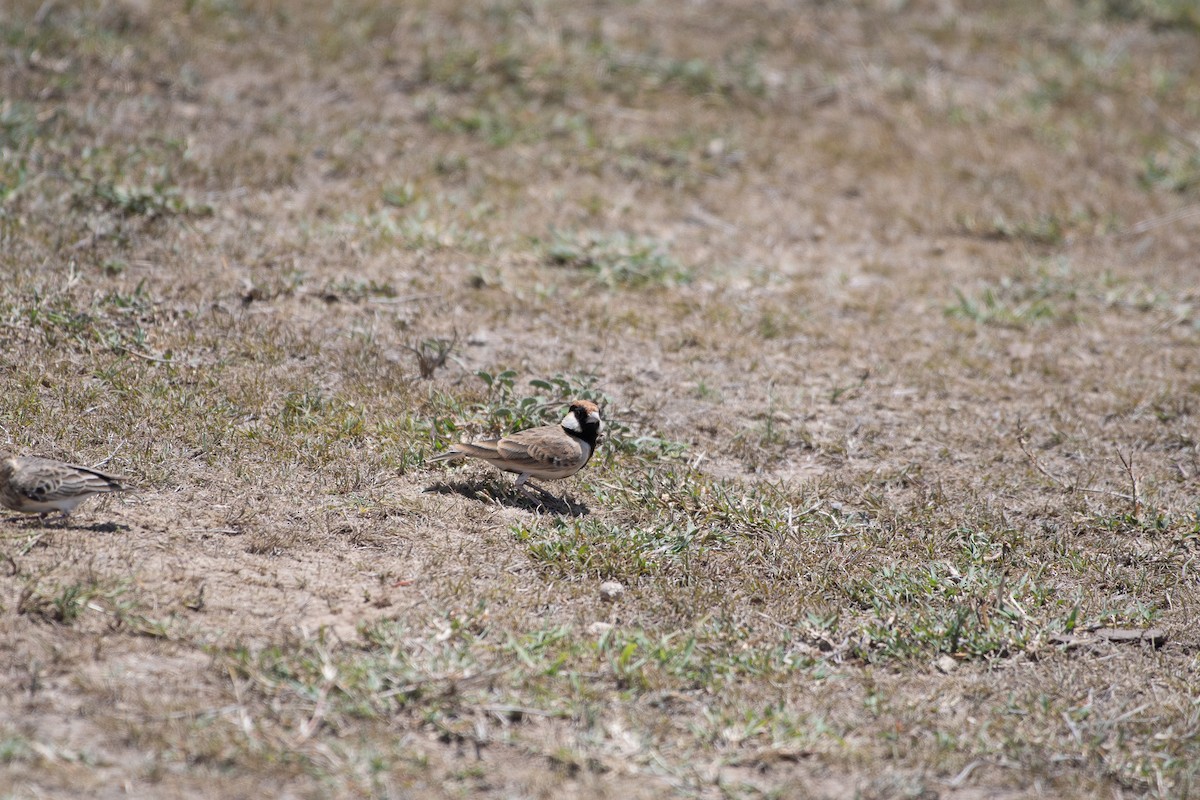 Fischer's Sparrow-Lark - ML642835912