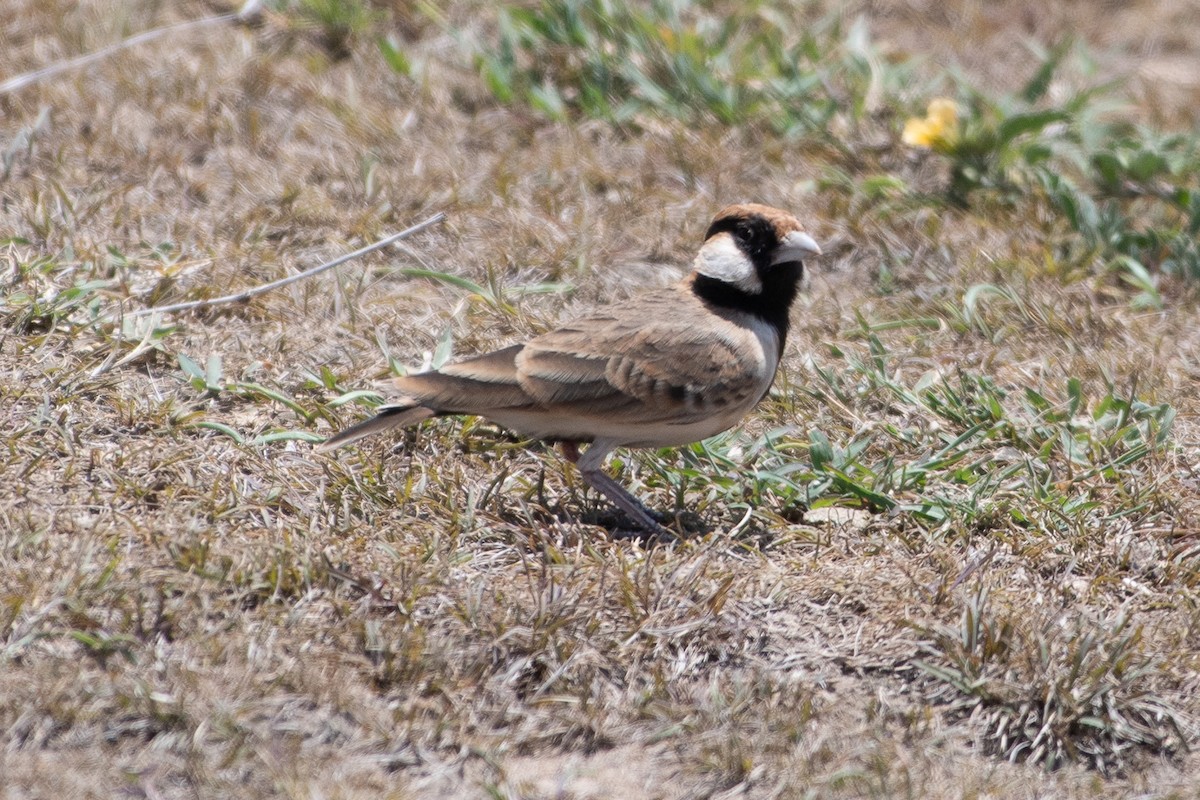 Fischer's Sparrow-Lark - ML642835913
