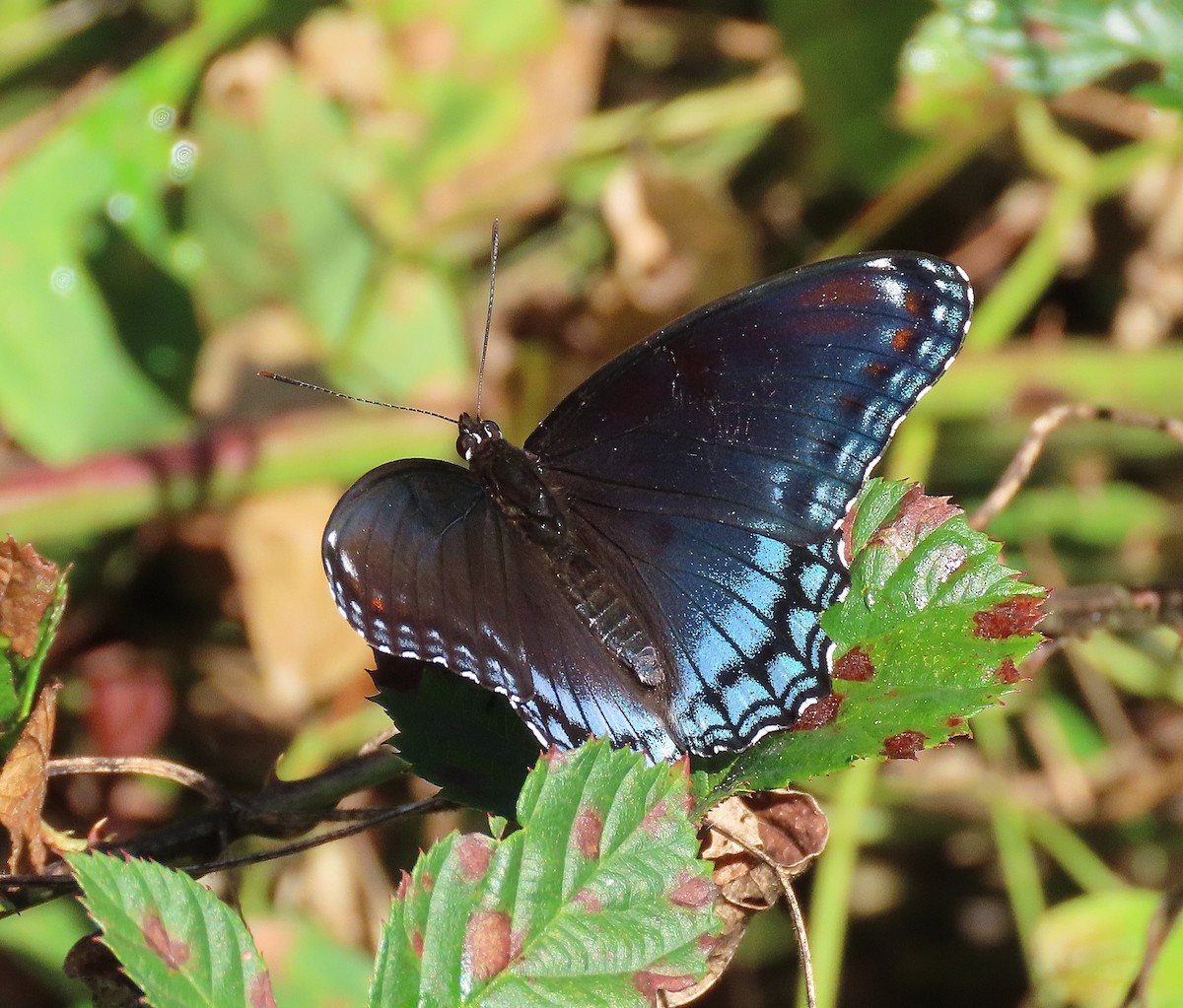 Red-spotted Purple - ML642835914