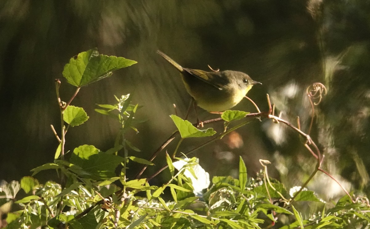Common Yellowthroat - ML642835915